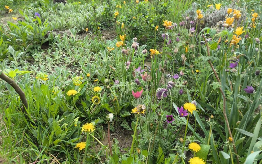 Apps für Artenvielfalt | Flora Incognita, Citizen Science und mehr | 03.03.2026 | 18 – 20 Uhr | online